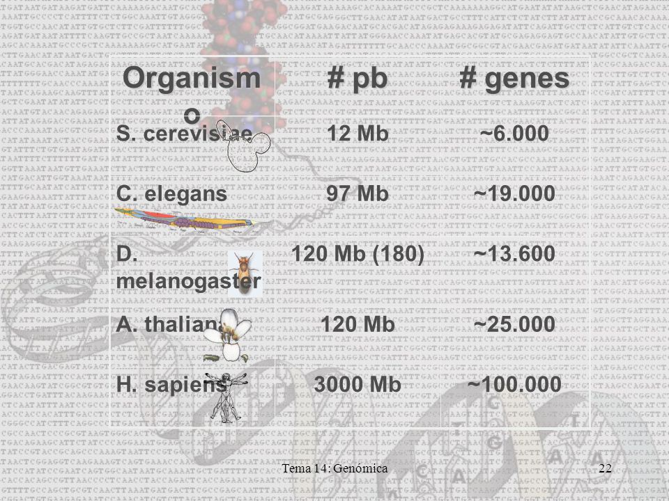 # pb Organismo # genes 3000 Mb H. sapiens 120 Mb A. thaliana