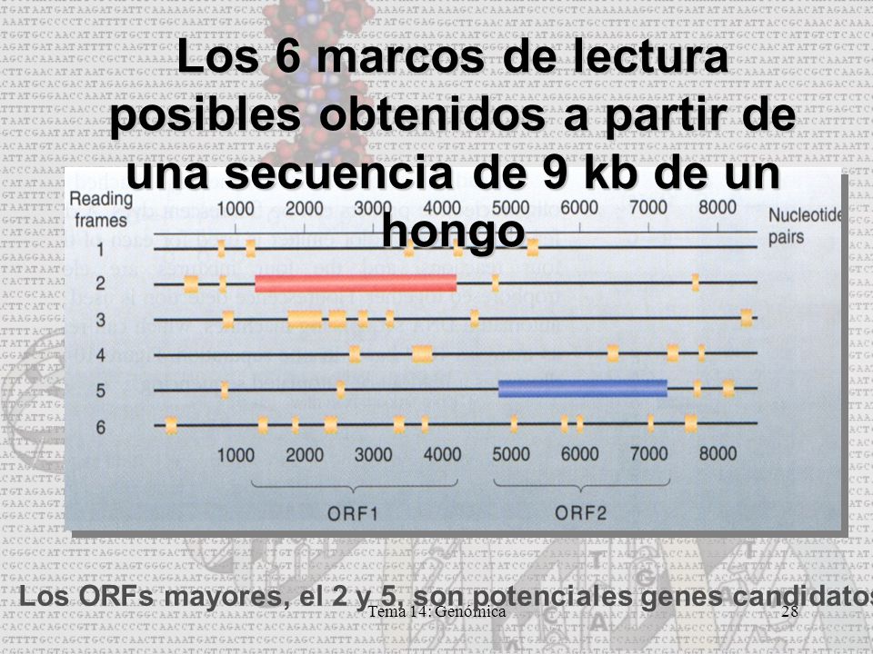 Los ORFs mayores, el 2 y 5, son potenciales genes candidatos