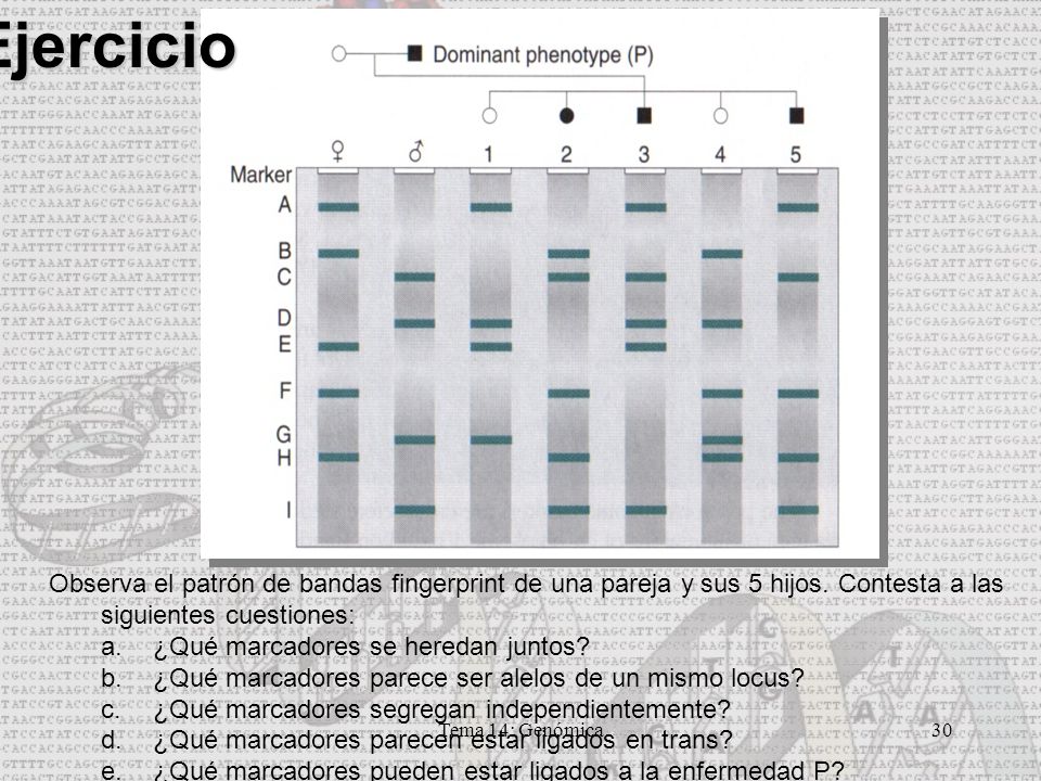 Ejercicio Observa el patrón de bandas fingerprint de una pareja y sus 5 hijos. Contesta a las siguientes cuestiones: