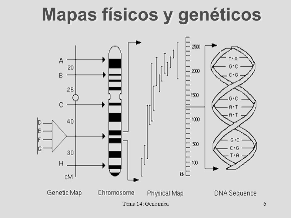 Genómica Tema 14: Genómica. - ppt descargar