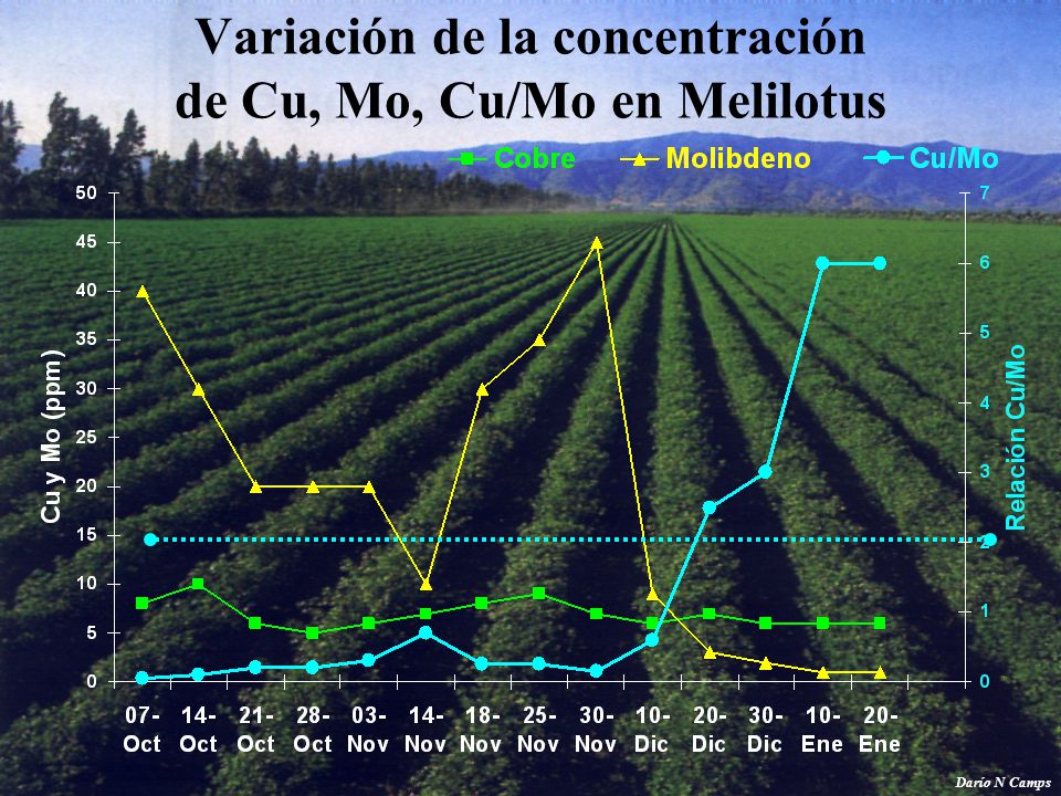 Variación de la concentración de Cu, Mo, Cu/Mo en Melilotus