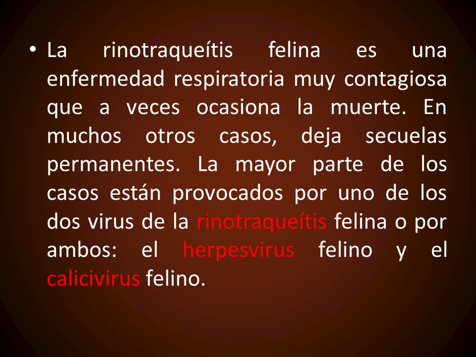 La rinotraqueítis felina es una enfermedad respiratoria muy contagiosa que a veces ocasiona la muerte.