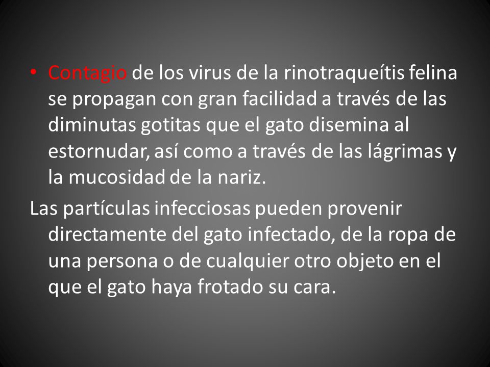 Contagio de los virus de la rinotraqueítis felina se propagan con gran facilidad a través de las diminutas gotitas que el gato disemina al estornudar, así como a través de las lágrimas y la mucosidad de la nariz.