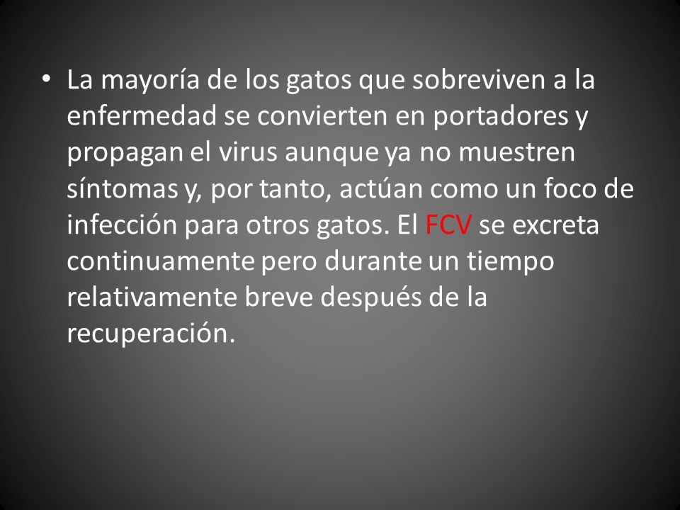 La mayoría de los gatos que sobreviven a la enfermedad se convierten en portadores y propagan el virus aunque ya no muestren síntomas y, por tanto, actúan como un foco de infección para otros gatos.