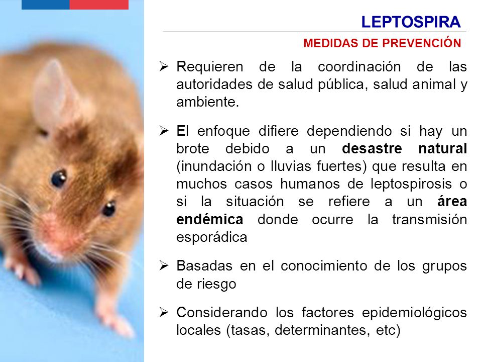 LEPTOSPIRA MEDIDAS DE PREVENCIÓN. Requieren de la coordinación de las autoridades de salud pública, salud animal y ambiente.