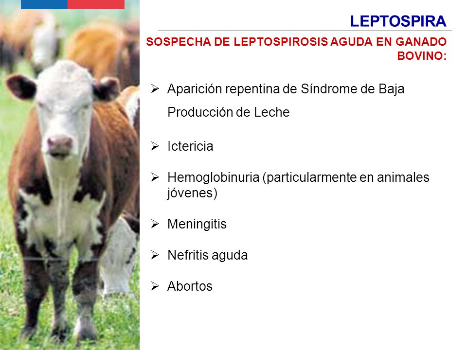 LEPTOSPIRA Aparición repentina de Síndrome de Baja Producción de Leche