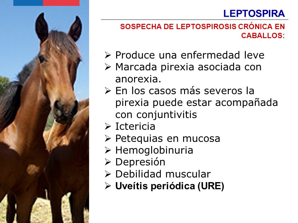 Produce una enfermedad leve Marcada pirexia asociada con anorexia.