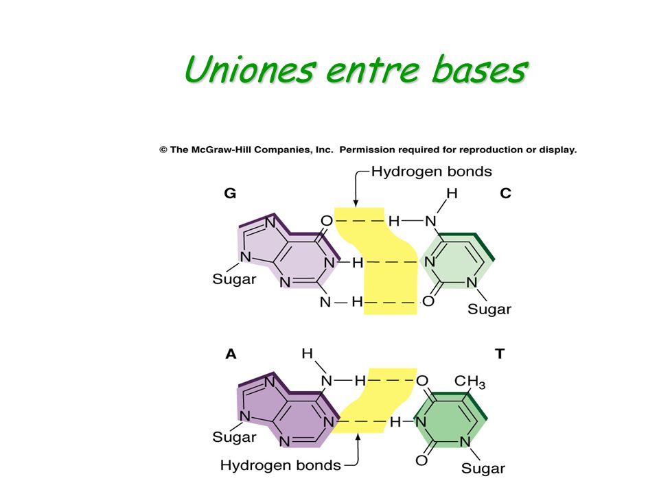 Uniones entre bases