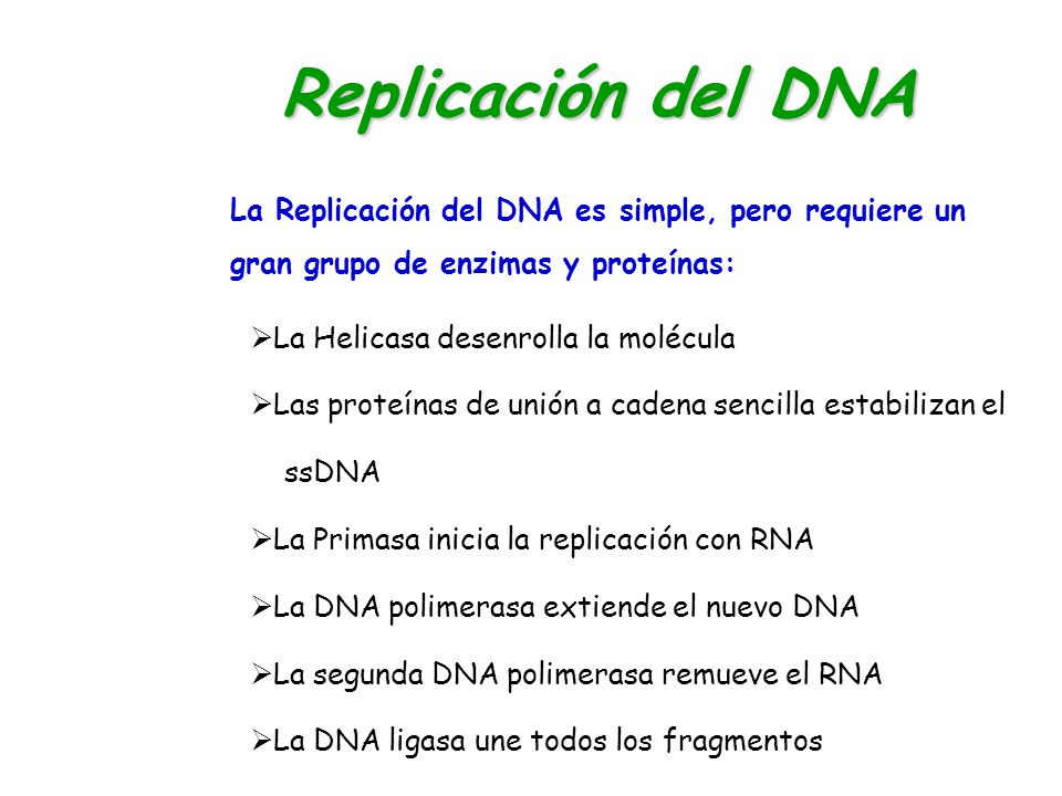 Replicación del DNA La Replicación del DNA es simple, pero requiere un gran grupo de enzimas y proteínas: