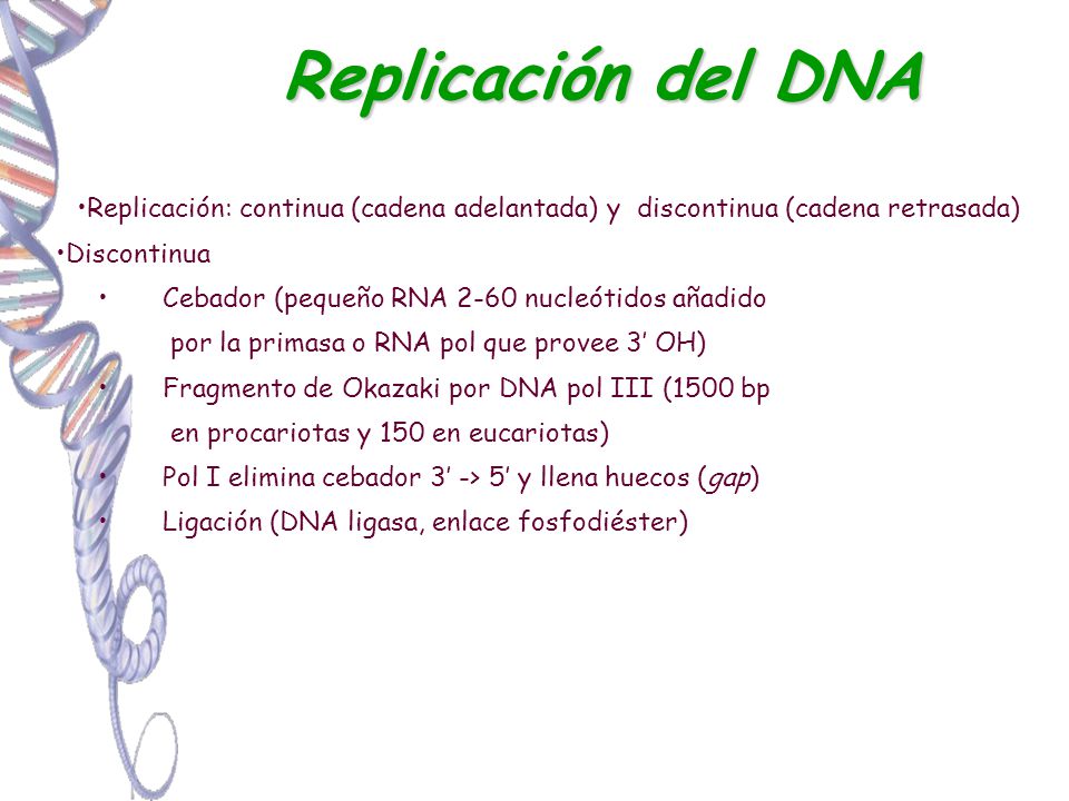 Replicación del DNA Replicación: continua (cadena adelantada) y discontinua (cadena retrasada) Discontinua.