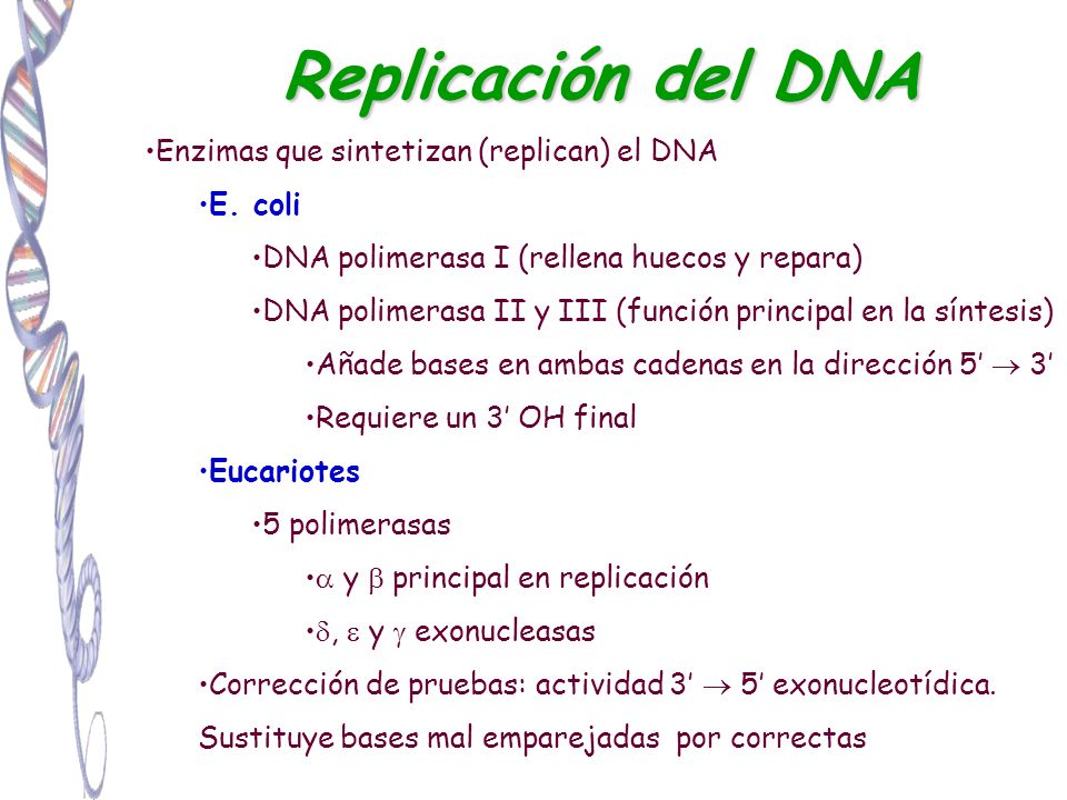 Replicación del DNA Enzimas que sintetizan (replican) el DNA E. coli