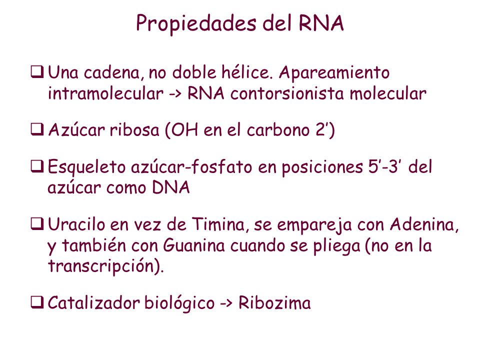 Propiedades del RNA Una cadena, no doble hélice. Apareamiento intramolecular -> RNA contorsionista molecular.