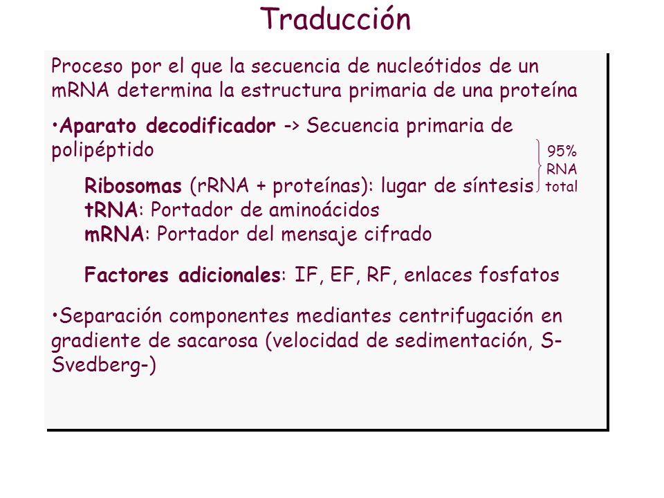 Traducción Proceso por el que la secuencia de nucleótidos de un mRNA determina la estructura primaria de una proteína.