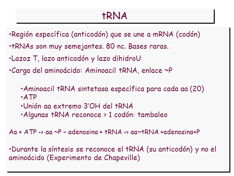 tRNA Región específica (anticodón) que se une a mRNA (codón)