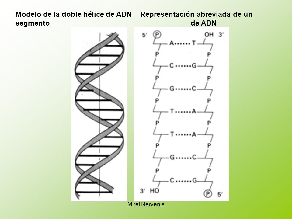 Modelo de la doble hélice de ADN Representación abreviada de un segmento de ADN