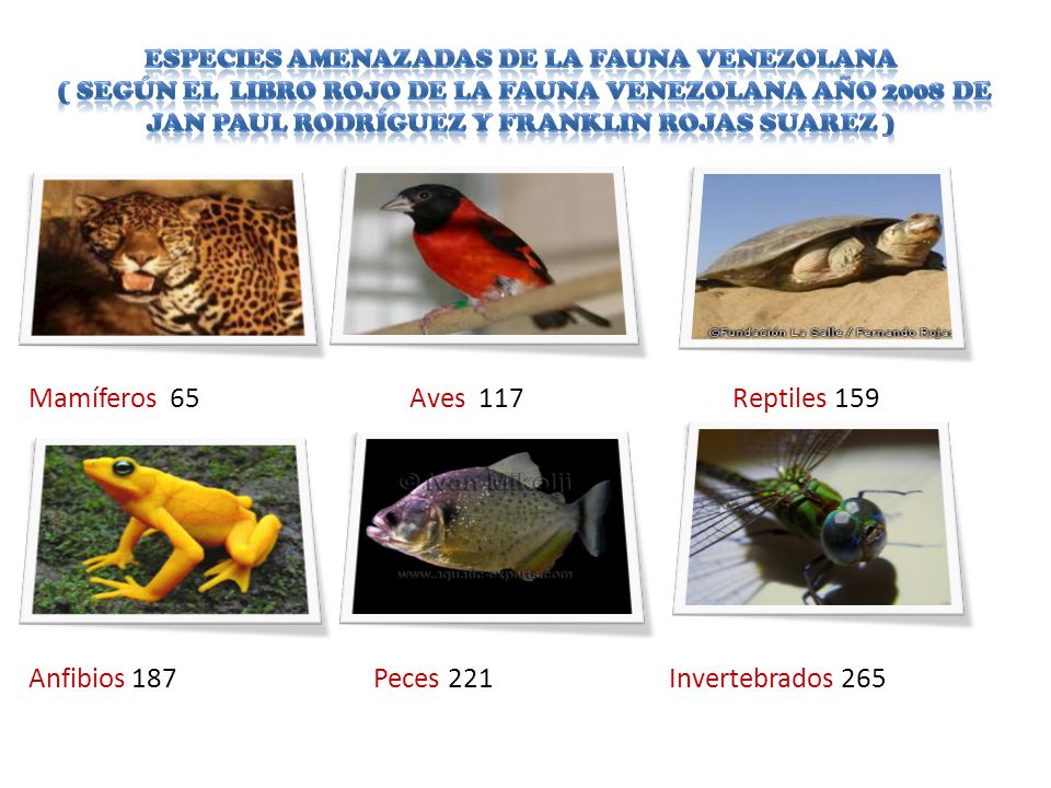 Especies Amenazadas de la Fauna Venezolana ( Según el Libro Rojo de la fauna venezolana año 2008 de Jan Paul Rodríguez y Franklin Rojas Suarez )