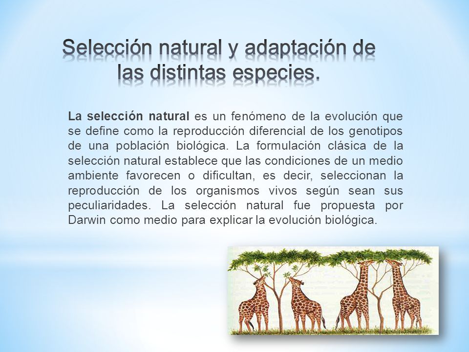 Selección natural y adaptación de las distintas especies.