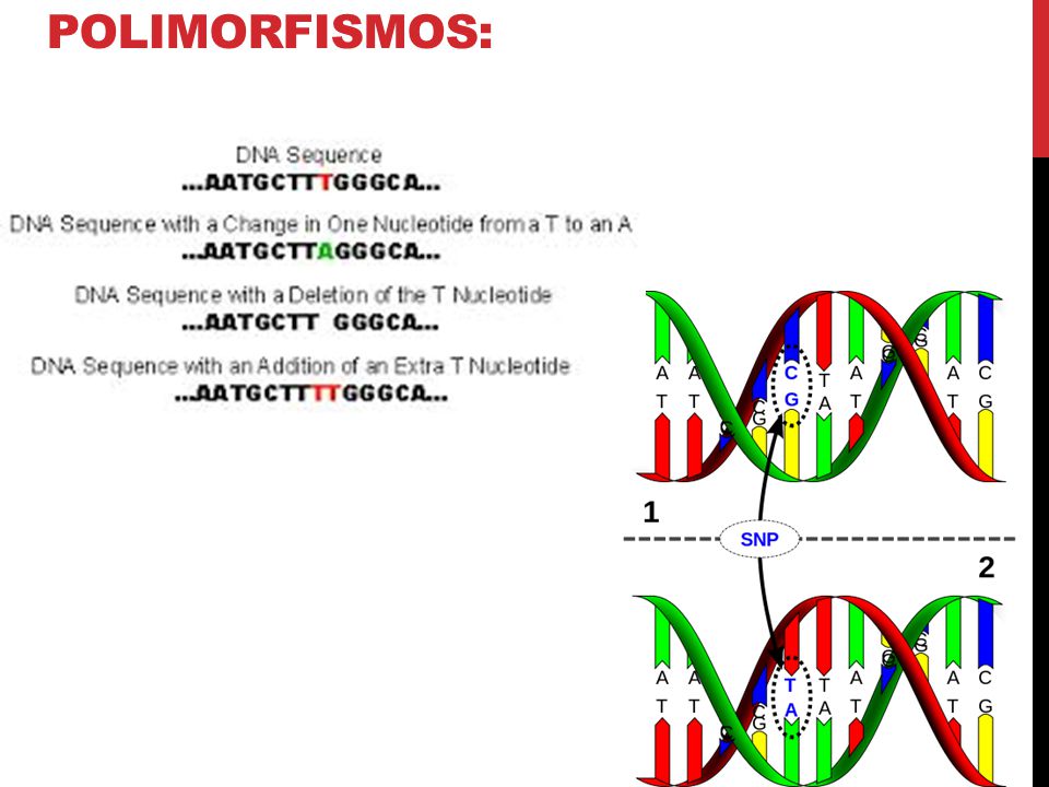 Polimorfismos: