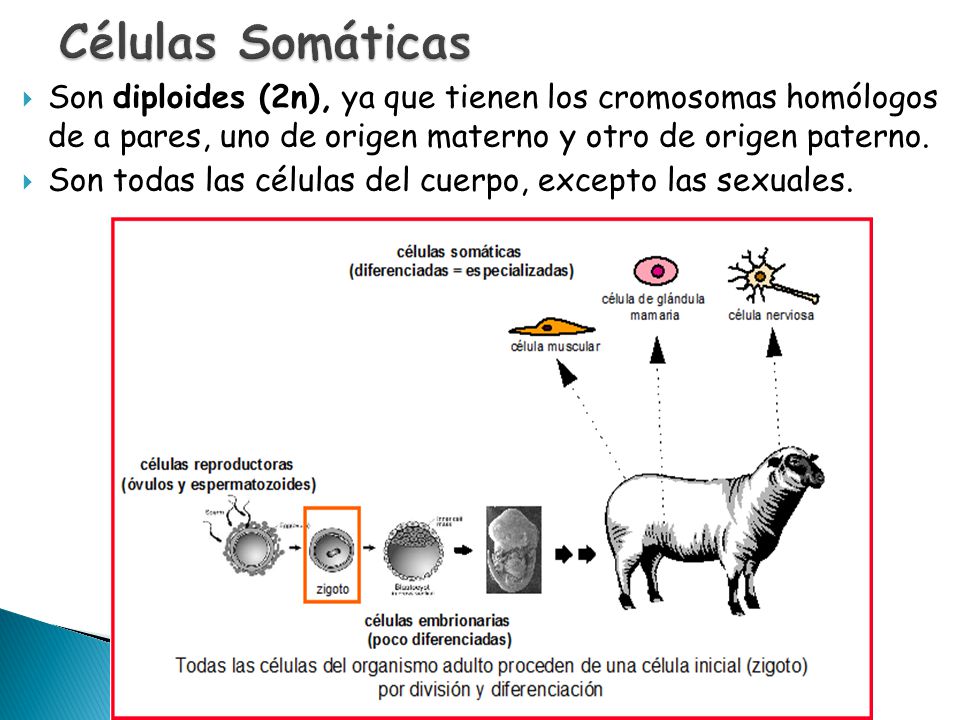 Células Somáticas Son diploides (2n), ya que tienen los cromosomas homólogos de a pares, uno de origen materno y otro de origen paterno.