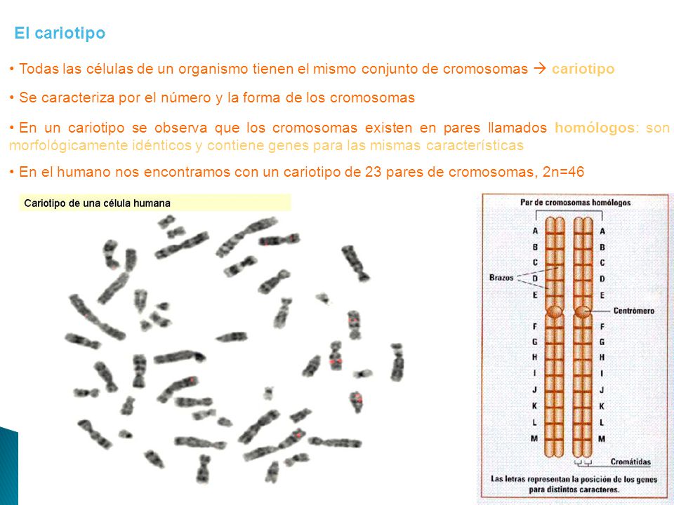 El cariotipo Todas las células de un organismo tienen el mismo conjunto de cromosomas  cariotipo.