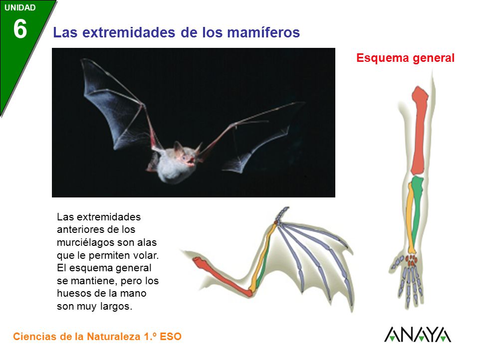 Esquema general Las extremidades anteriores de los murciélagos son alas que le permiten volar.