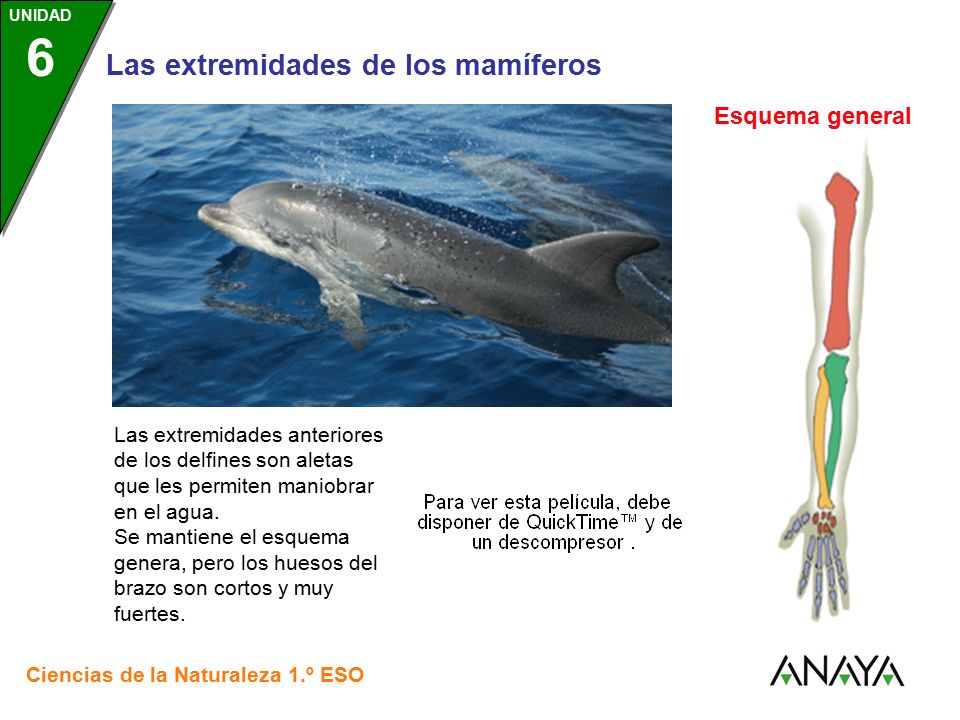 Esquema general Las extremidades anteriores de los delfines son aletas que les permiten maniobrar en el agua.