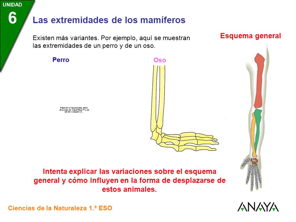 Esquema general Existen más variantes. Por ejemplo, aquí se muestran las extremidades de un perro y de un oso.