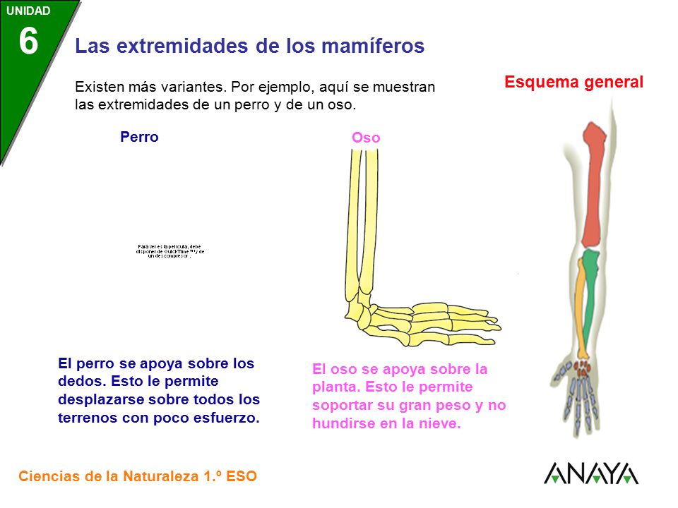 Esquema general Existen más variantes. Por ejemplo, aquí se muestran las extremidades de un perro y de un oso.