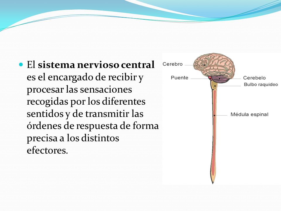 El sistema nervioso central es el encargado de recibir y procesar las sensaciones recogidas por los diferentes sentidos y de transmitir las órdenes de respuesta de forma precisa a los distintos efectores.