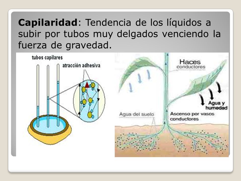 Capilaridad: Tendencia de los líquidos a subir por tubos muy delgados venciendo la fuerza de gravedad.