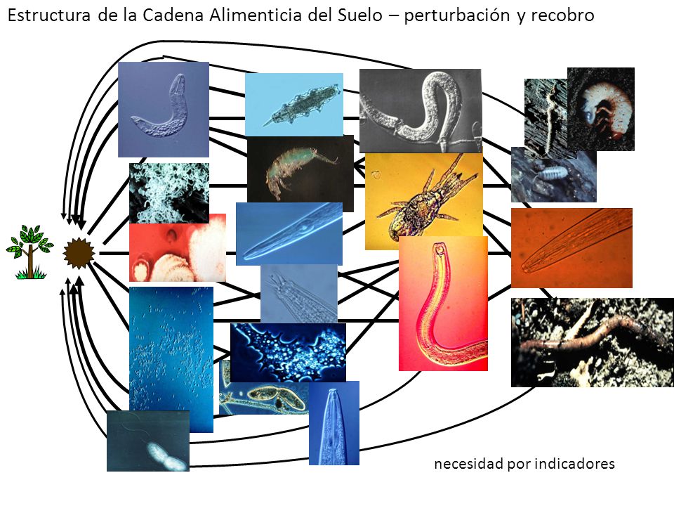 Estructura de la Cadena Alimenticia del Suelo – perturbación y recobro