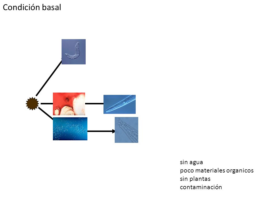 Condición basal sin agua poco materiales organicos sin plantas