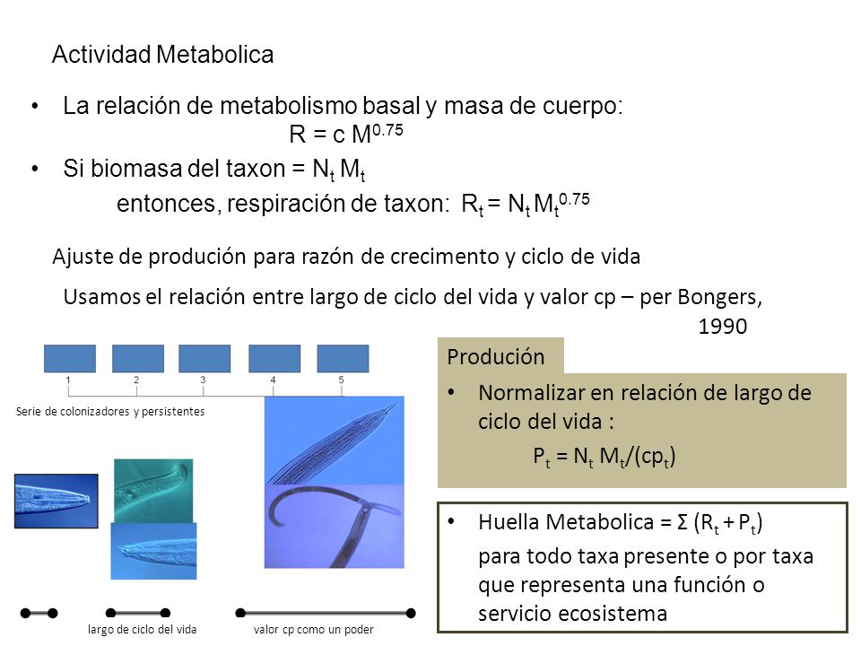 Actividad Metabolica La relación de metabolismo basal y masa de cuerpo: R = c M0.75. Si biomasa del taxon = Nt Mt.