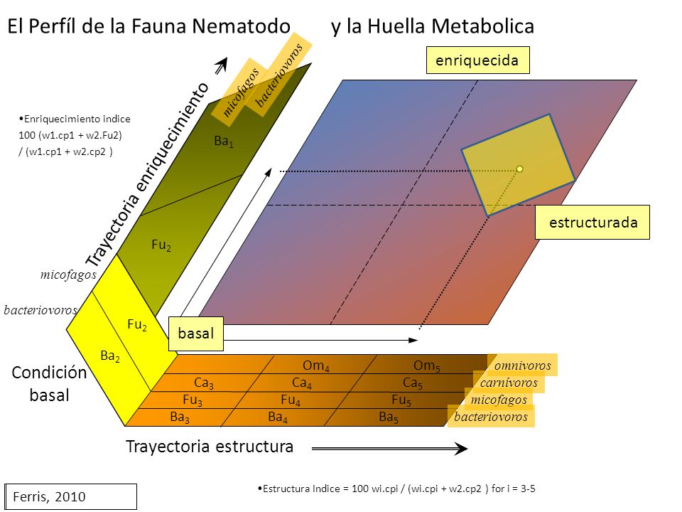 El Perfíl de la Fauna Nematodo y la Huella Metabolica
