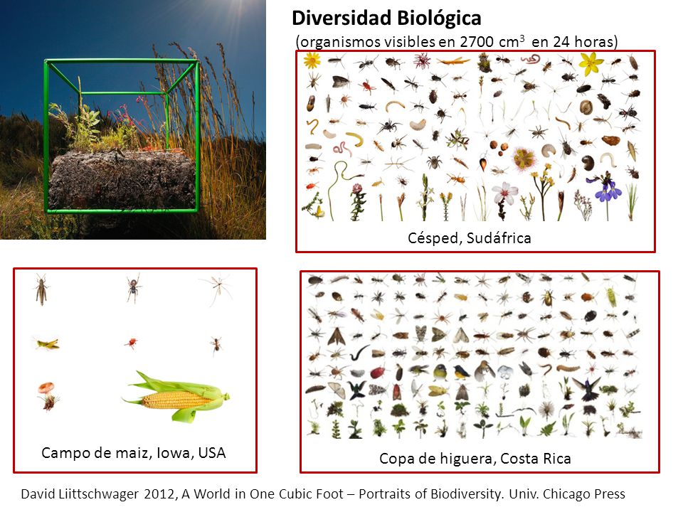 Diversidad Biológica (organismos visibles en 2700 cm3 en 24 horas)