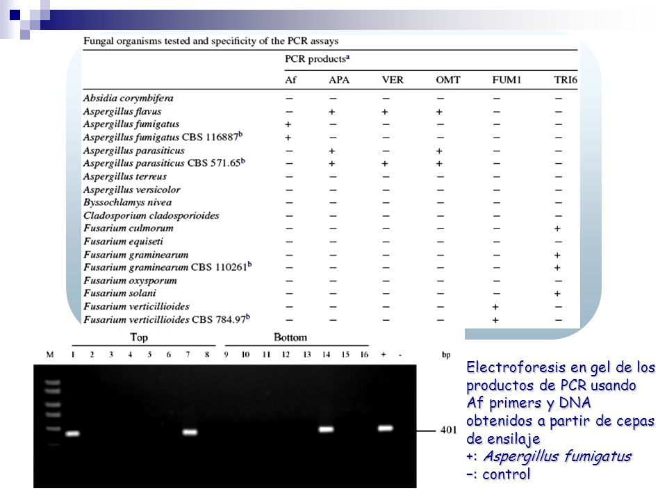 Electroforesis en gel de los productos de PCR usando Af primers y DNA obtenidos a partir de cepas de ensilaje
