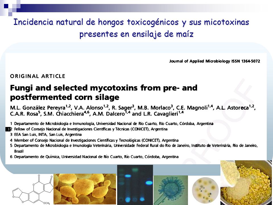 Incidencia natural de hongos toxicogénicos y sus micotoxinas presentes en ensilaje de maíz