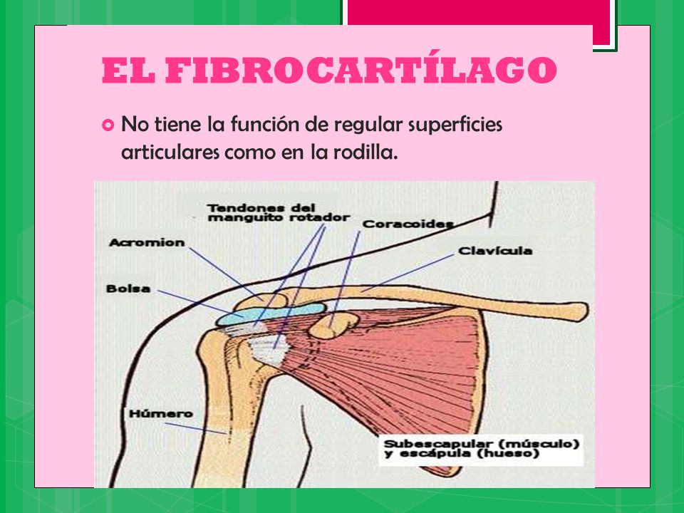 EL FIBROCARTÍLAGO No tiene la función de regular superficies articulares como en la rodilla.