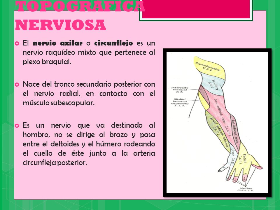 TOPOGRÁFICA NERVIOSA El nervio axilar o circunflejo es un nervio raquídeo mixto que pertenece al plexo braquial.