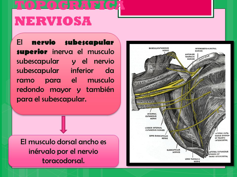 El musculo dorsal ancho es inérvalo por el nervio toracodorsal.