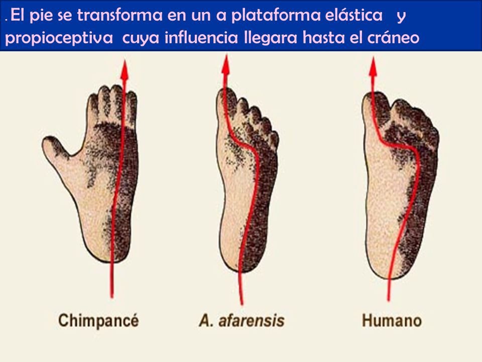 . El pie se transforma en un a plataforma elástica y propioceptiva cuya influencia llegara hasta el cráneo