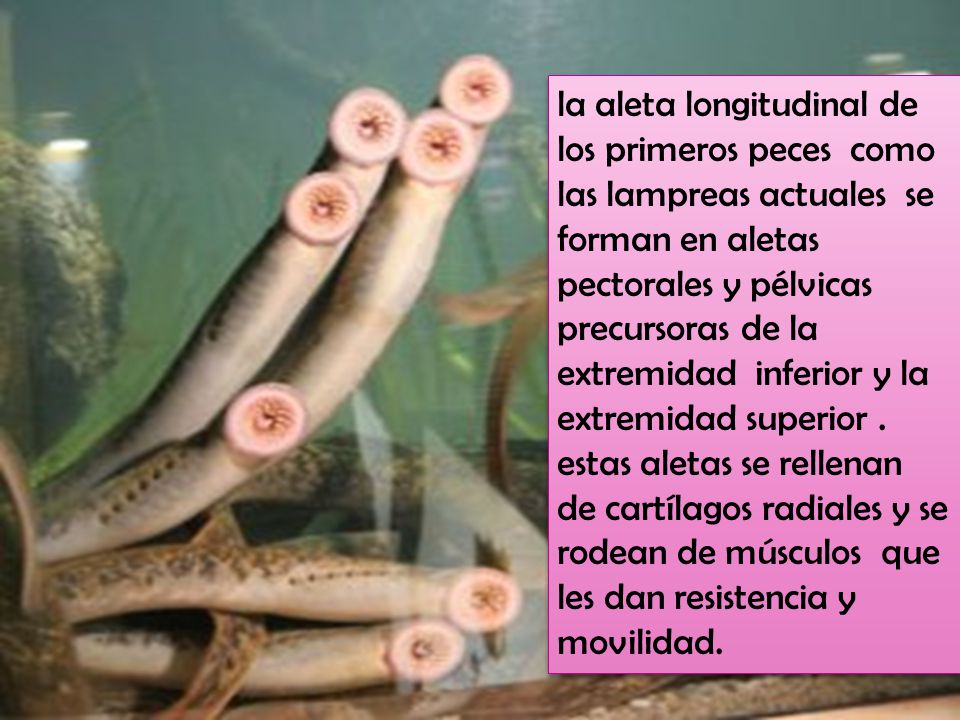 la aleta longitudinal de los primeros peces como las lampreas actuales se forman en aletas pectorales y pélvicas precursoras de la extremidad inferior y la extremidad superior .