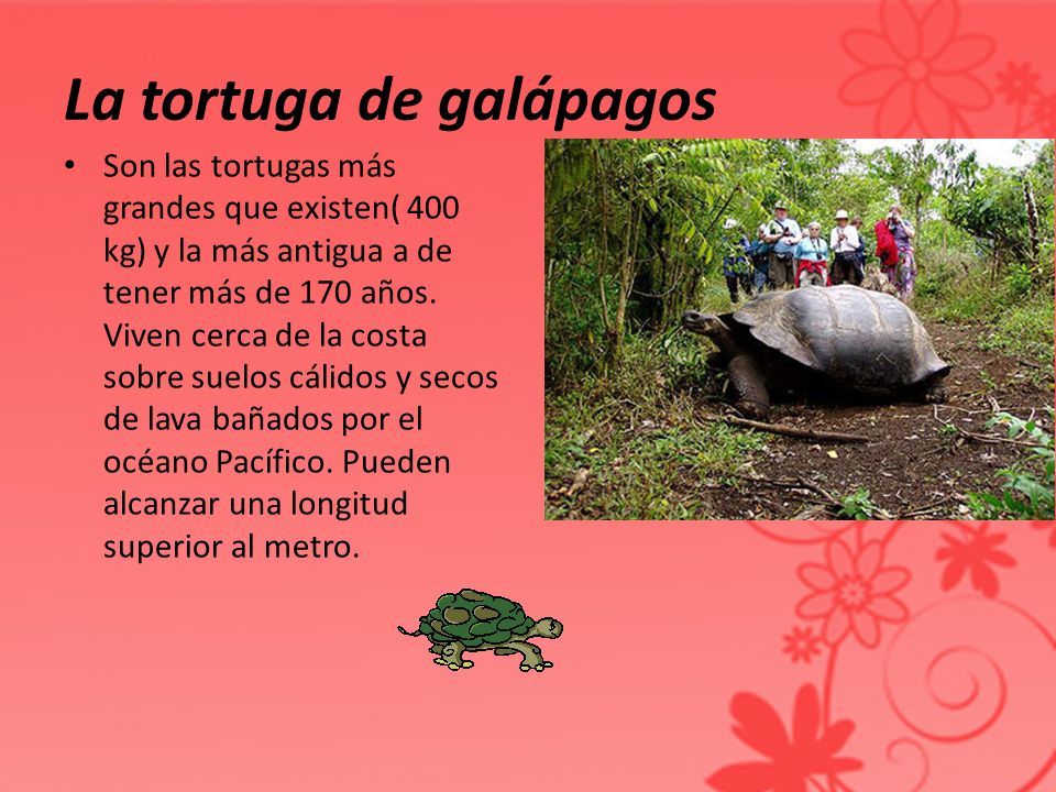 La tortuga de galápagos