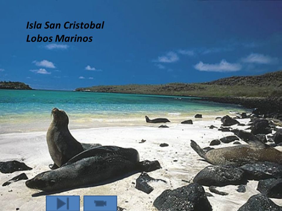 Isla San Cristobal Lobos Marinos