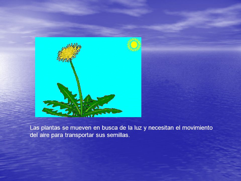 Las plantas se mueven en busca de la luz y necesitan el movimiento del aire para transportar sus semillas.