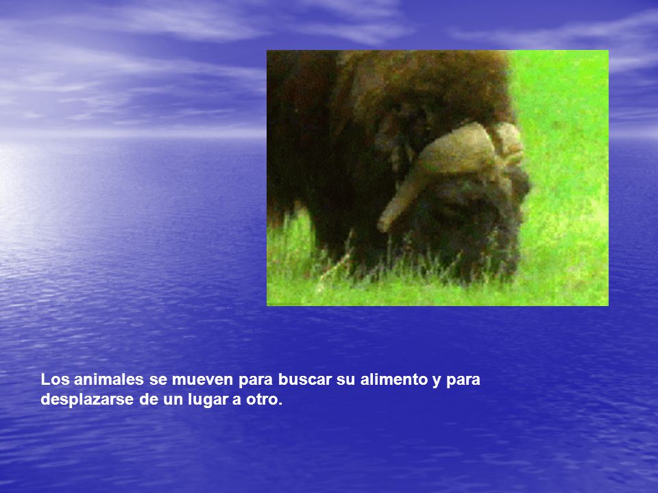 Los animales se mueven para buscar su alimento y para desplazarse de un lugar a otro.