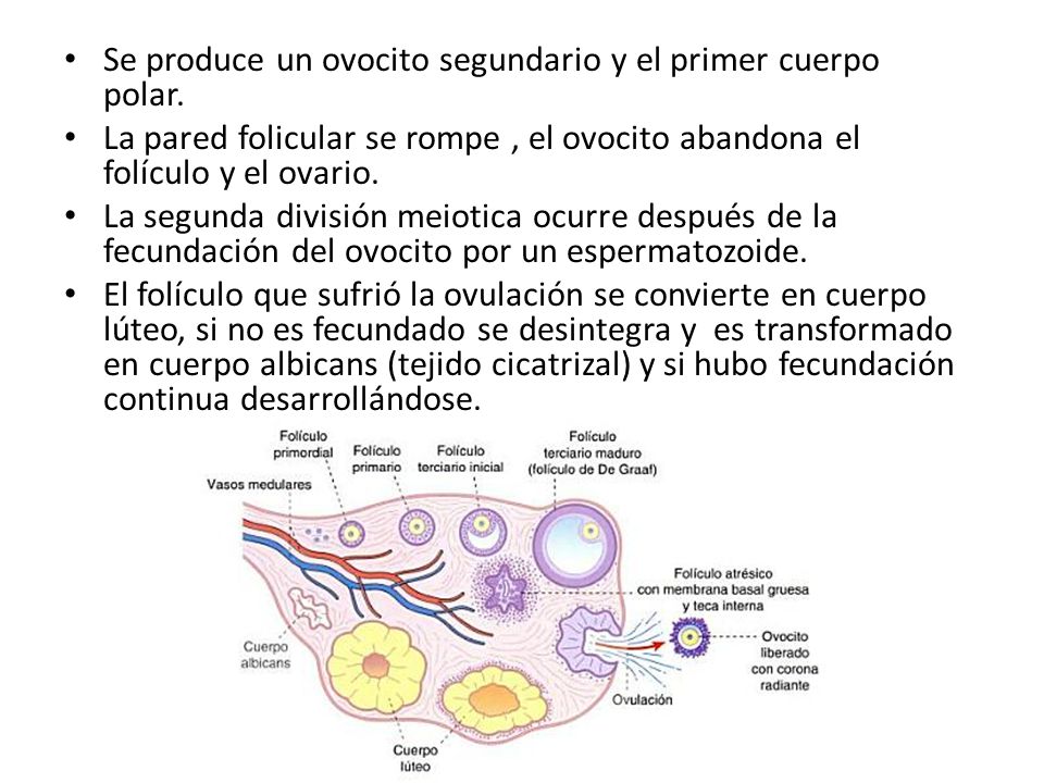 Se produce un ovocito segundario y el primer cuerpo polar.