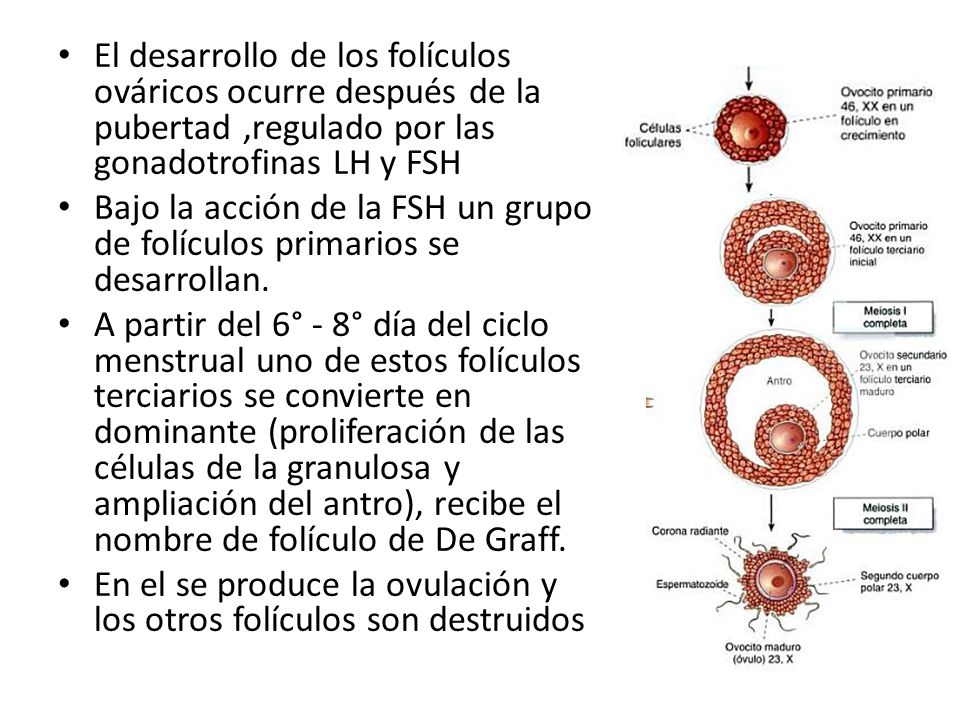 El desarrollo de los folículos ováricos ocurre después de la pubertad ,regulado por las gonadotrofinas LH y FSH