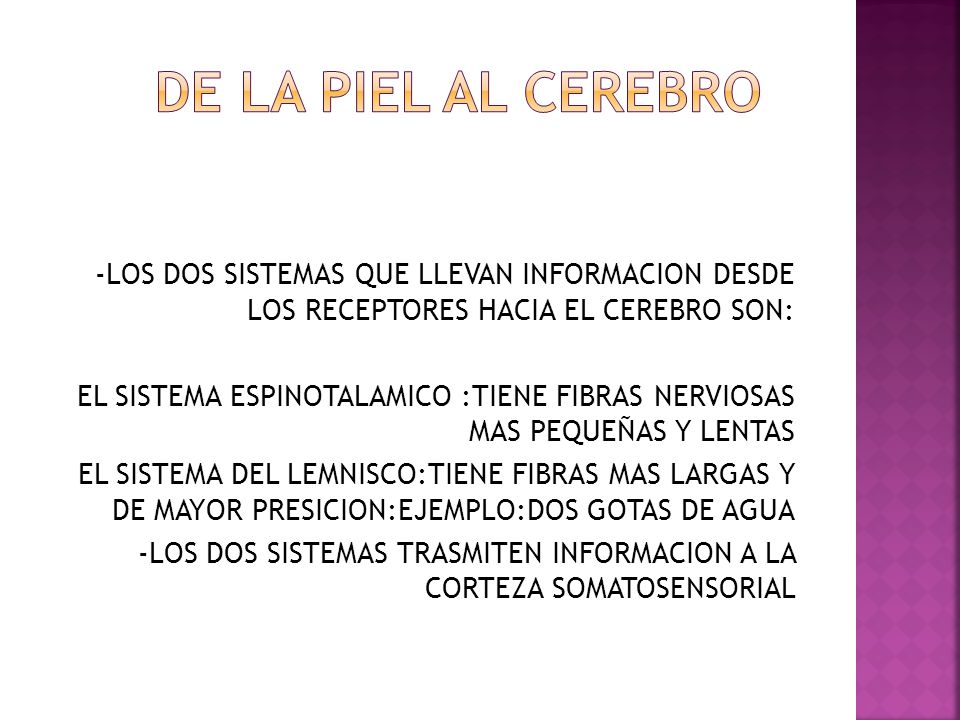 DE LA PIEL AL CEREBRO -LOS DOS SISTEMAS QUE LLEVAN INFORMACION DESDE LOS RECEPTORES HACIA EL CEREBRO SON:
