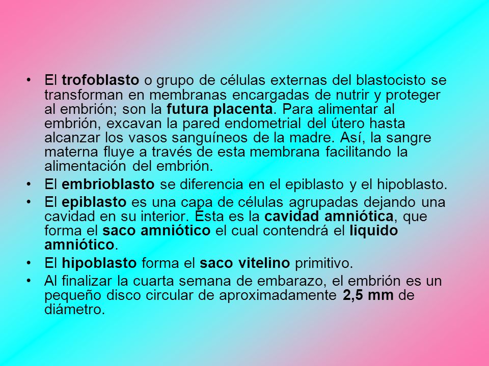 El trofoblasto o grupo de células externas del blastocisto se transforman en membranas encargadas de nutrir y proteger al embrión; son la futura placenta. Para alimentar al embrión, excavan la pared endometrial del útero hasta alcanzar los vasos sanguíneos de la madre. Así, la sangre materna fluye a través de esta membrana facilitando la alimentación del embrión.